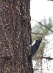 Williamsons Sapsucker 1849